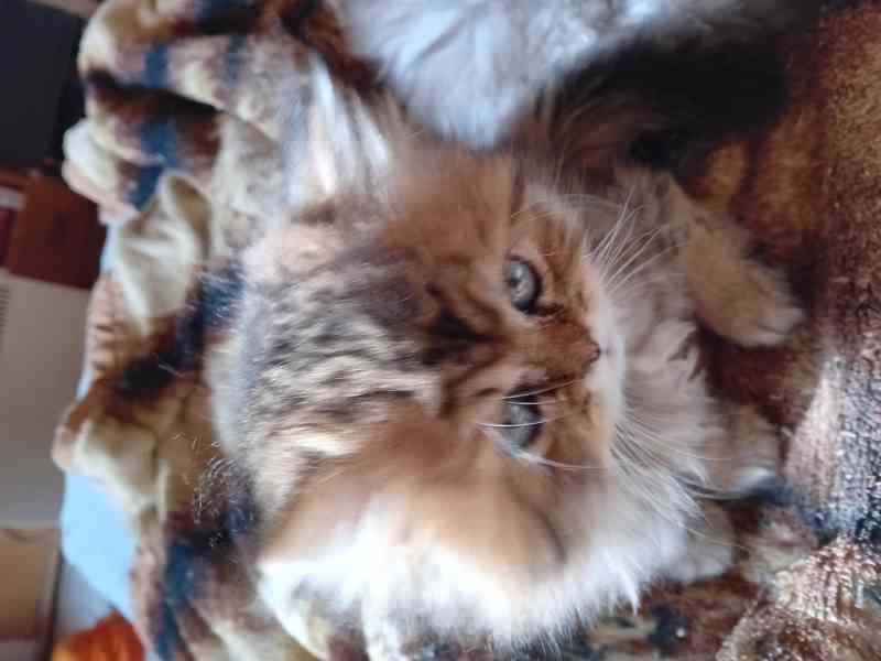 PRODÁM čistokrevné koťátko – kocourka, Perská činčila bez PP - foto 1