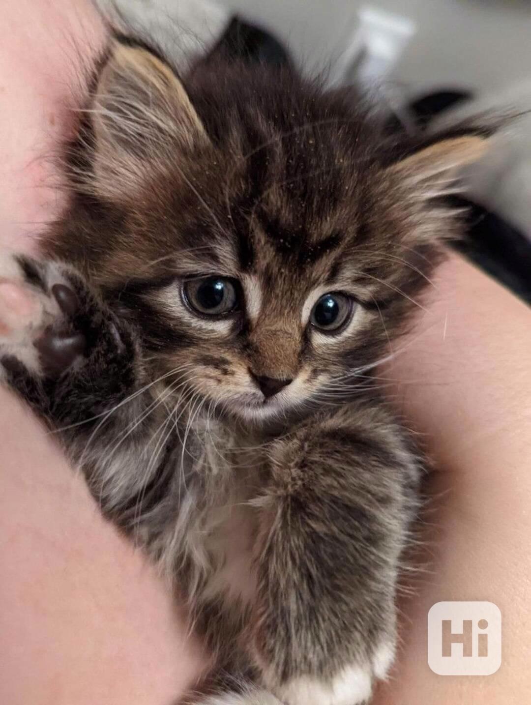 Rozkošná mainská mývalí koťátka nyní k bezplatné adopci  - foto 1
