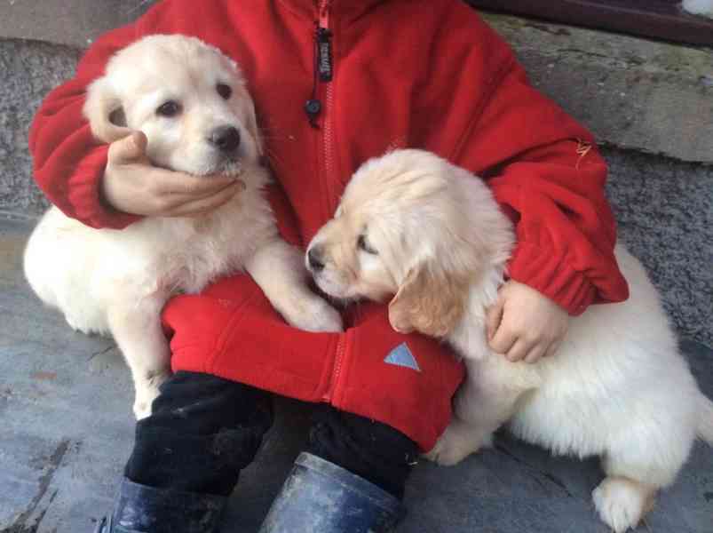 K dispozici zdravá štěňata zlatého retrívra - foto 1