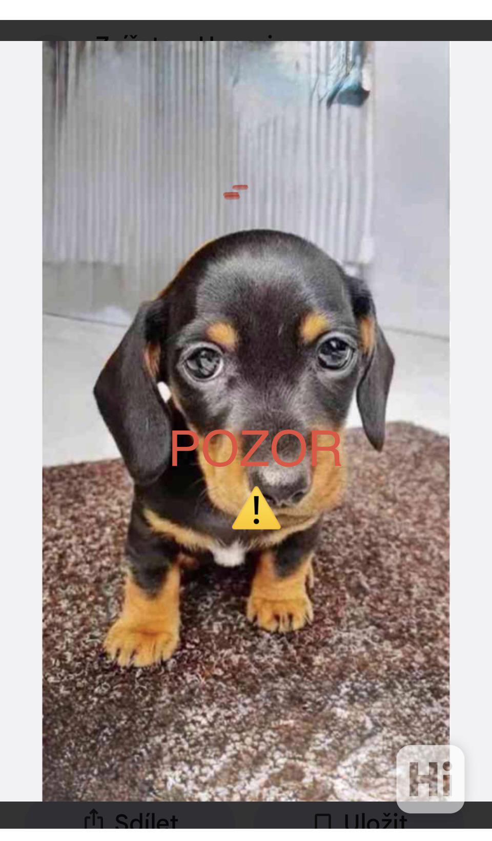 Jezevcik hladkosrsty  - foto 1