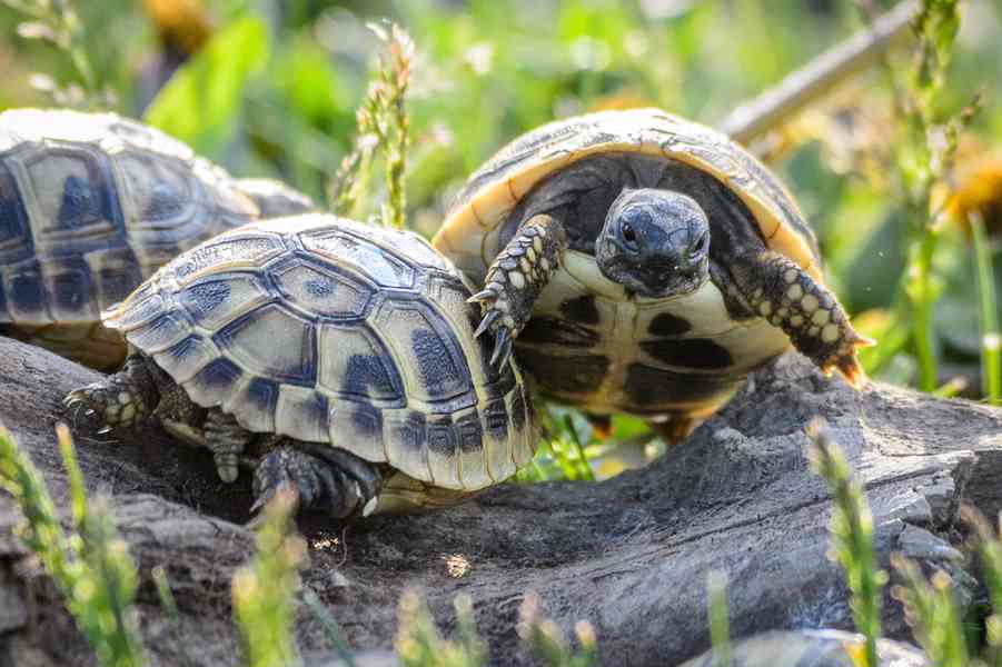 Suchozemské želvy rok líhnutí 23 + 24 + Vybavená terária - foto 4