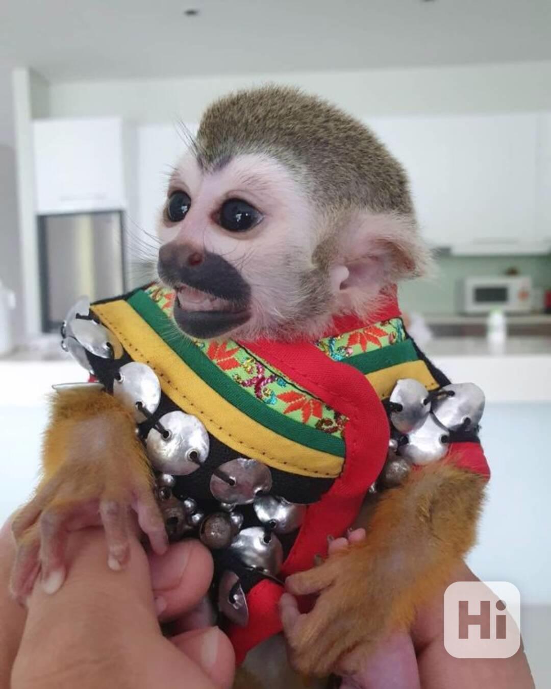 Prodej vycvičených veverčích opic - foto 1