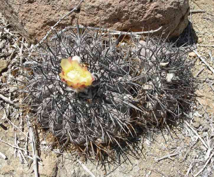 Kaktus Copiapoa echinoides - semena