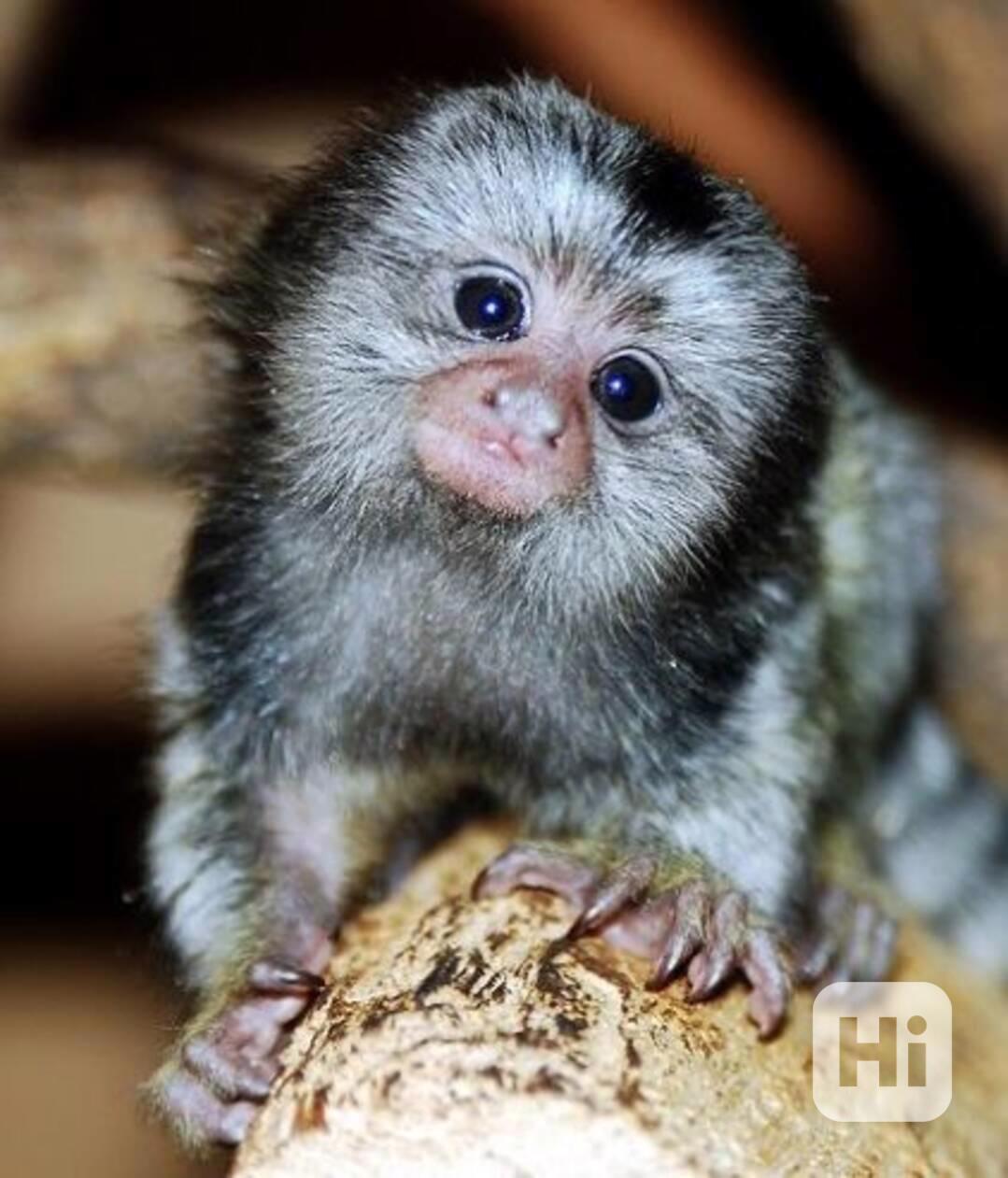 Roztomilé, zdravé opice kosmani - foto 1