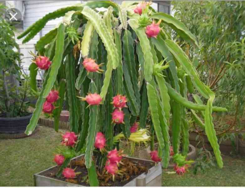 semena kaktusu Hylocereus undatus