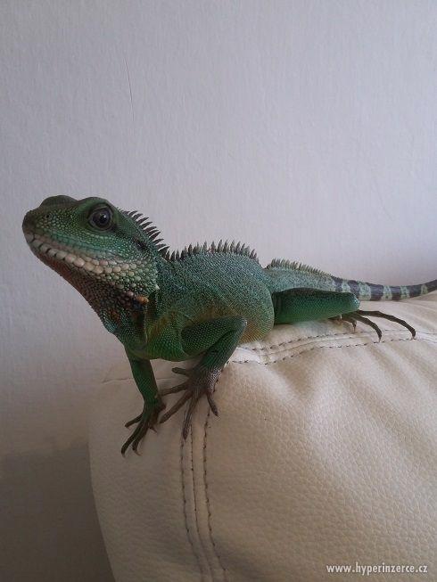 Agama kočinčinská - foto 4