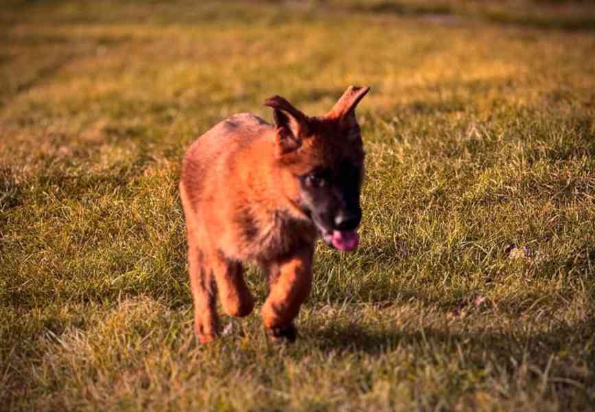 Německý ovčák - 3 měsíční fenka s PP - ihned k odběru - foto 3