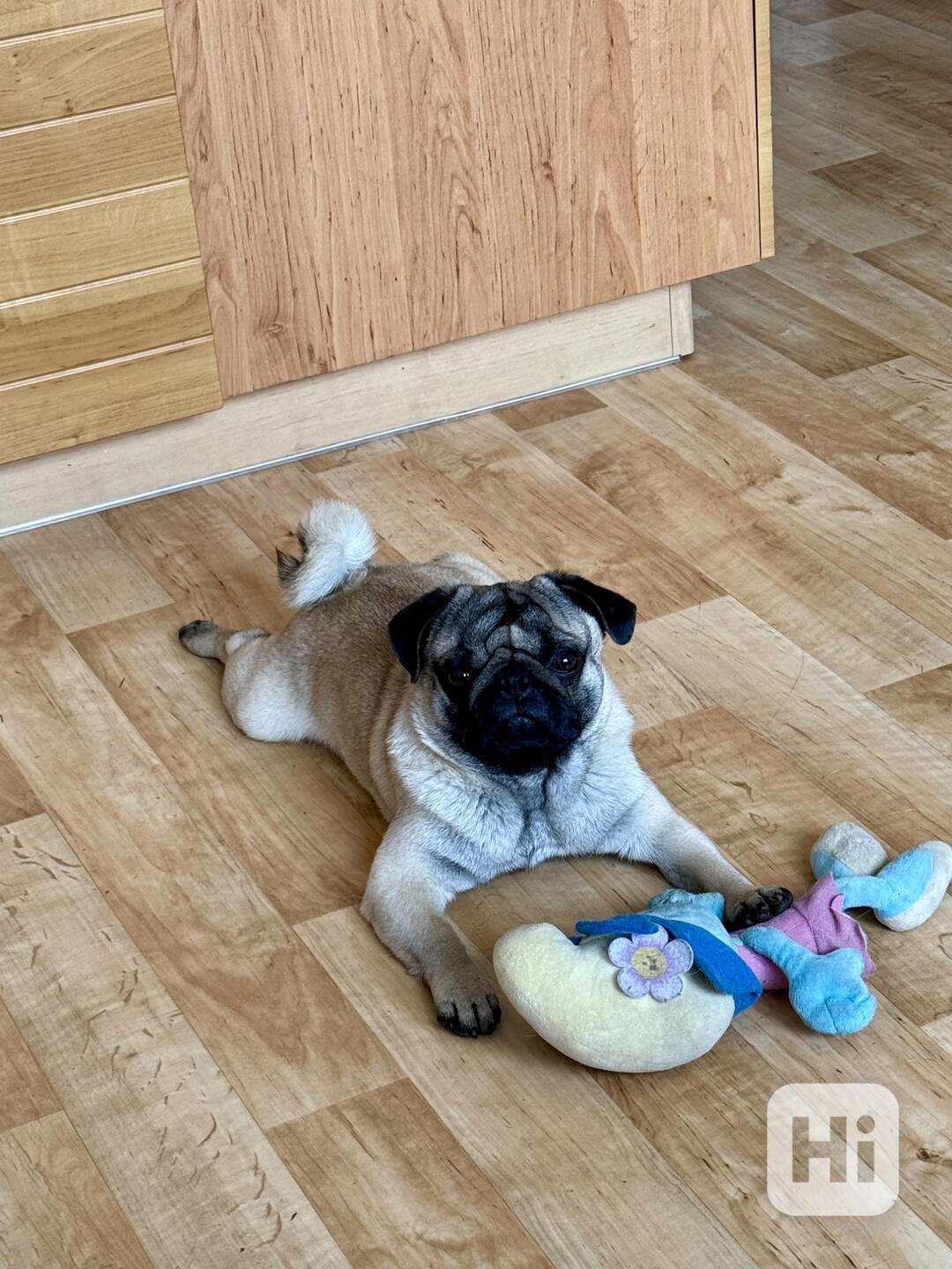 Arnie – roční mops s PP hledá novou milující rodinu - foto 1