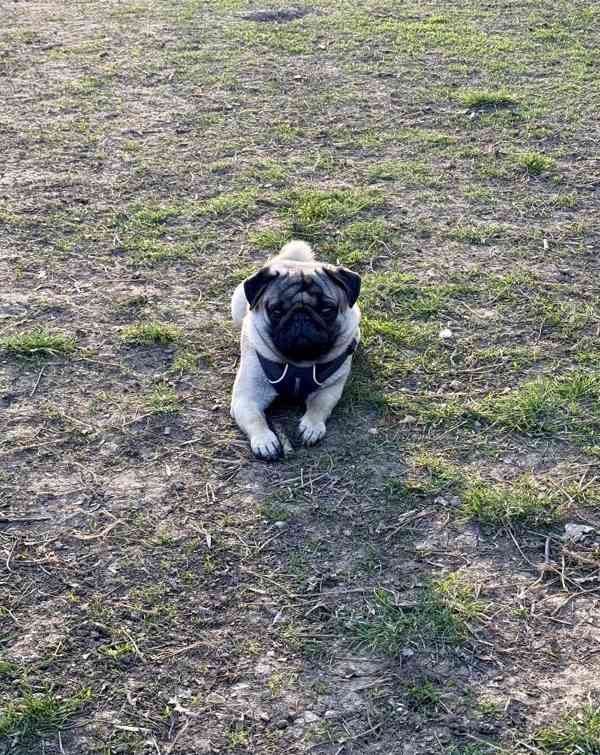 Arnie – roční mops s PP hledá novou milující rodinu - foto 4