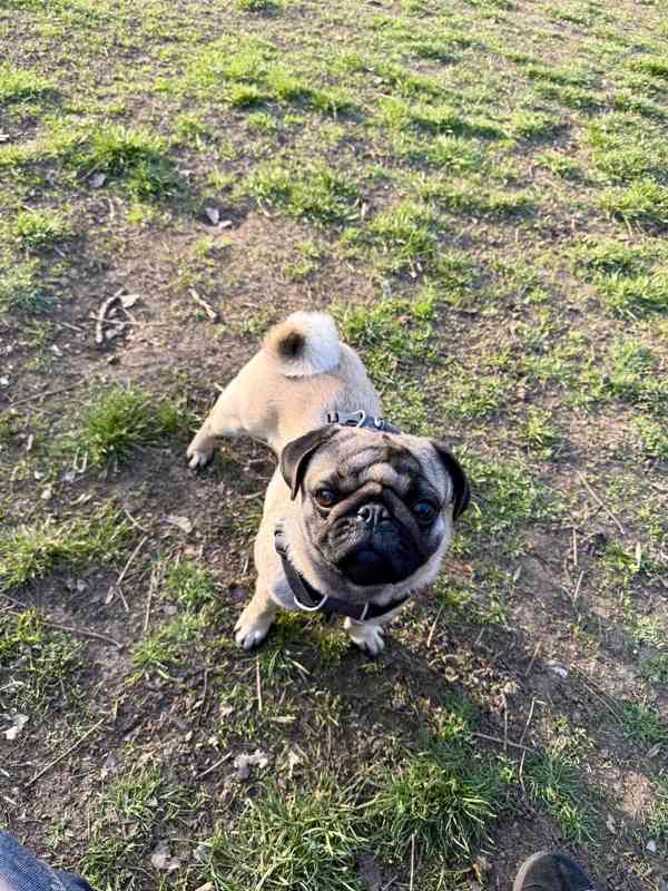 Arnie – roční mops s PP hledá novou milující rodinu - foto 3