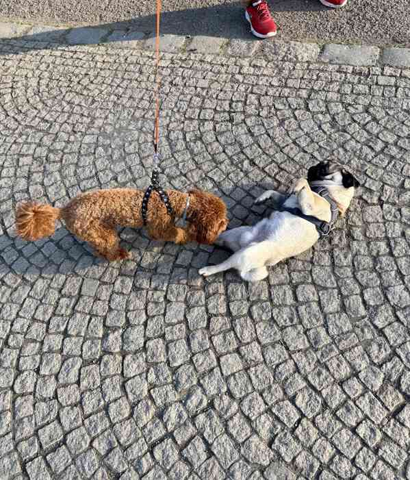 Arnie – roční mops s PP hledá novou milující rodinu - foto 2