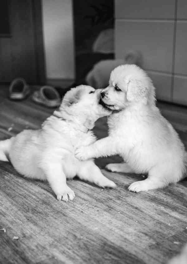 Slovenský čuvač - štěňátka s PP - foto 5