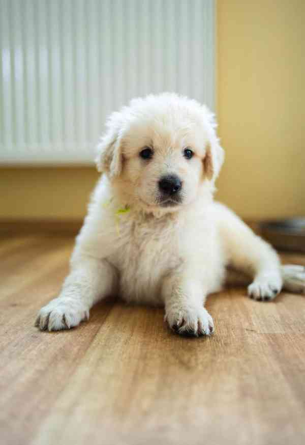 Slovenský čuvač - štěňátka s PP - foto 3