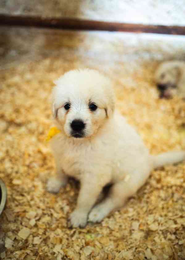 Slovenský čuvač - štěňátka s PP - foto 2