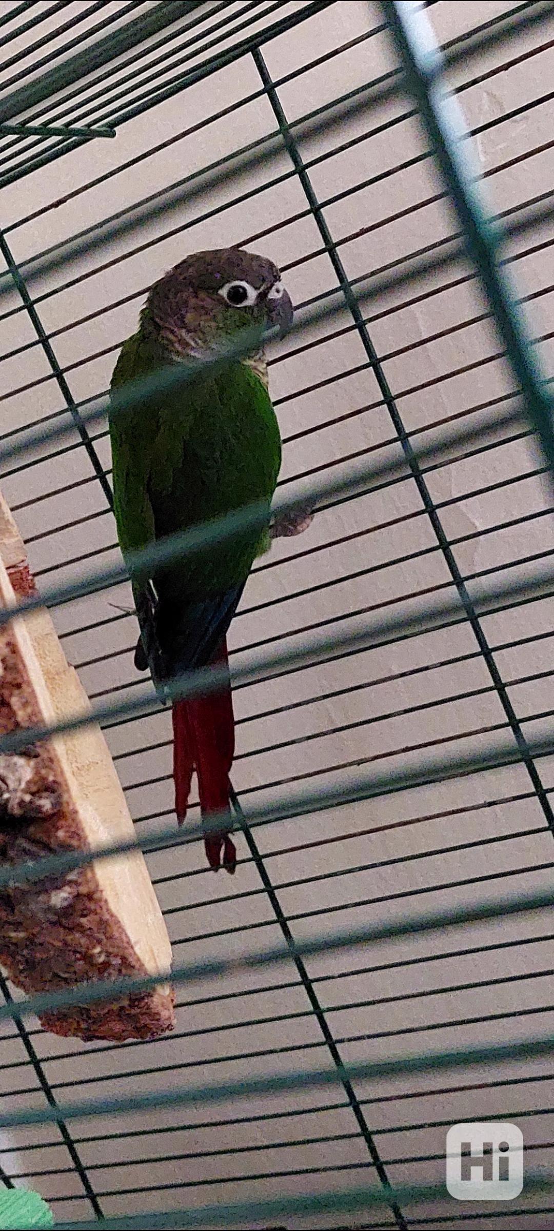 Pyrura zelenolící  - foto 1