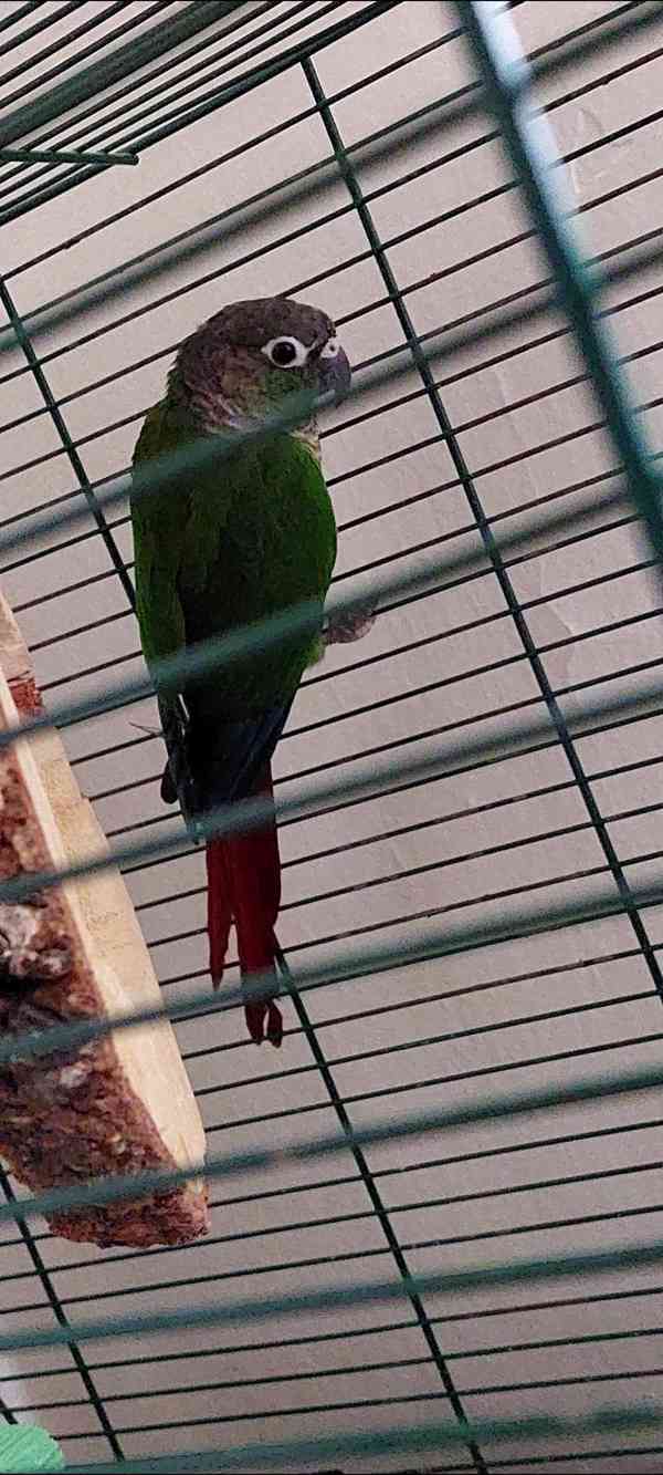 Pyrura zelenolící  - foto 1