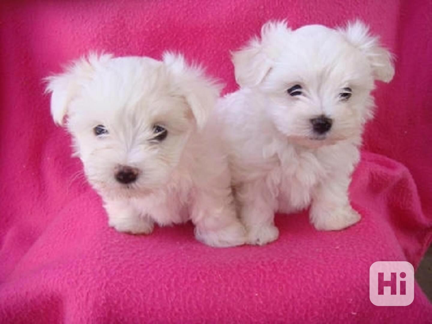 Bichon maltese  štěňátka 6000kc - foto 1