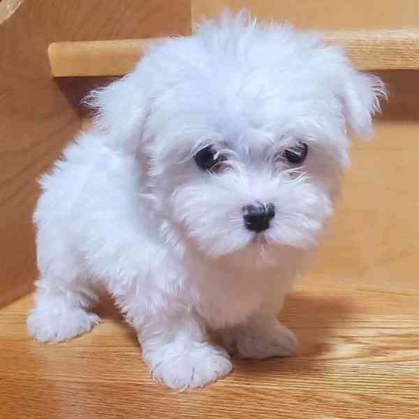 Bichon maltese  štěňátka 6000kc - foto 4