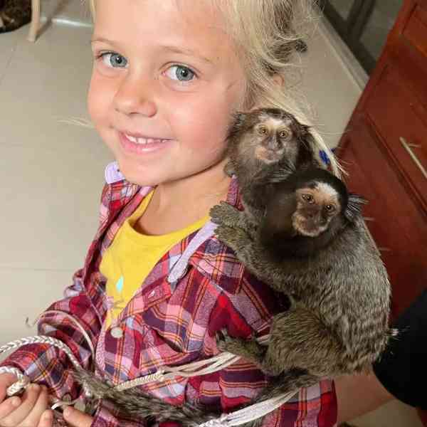 🐒 Samci a samice kosmanů k dispozici