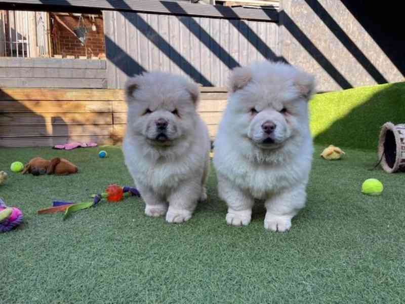 Štěňata chow chow s pp - foto 1
