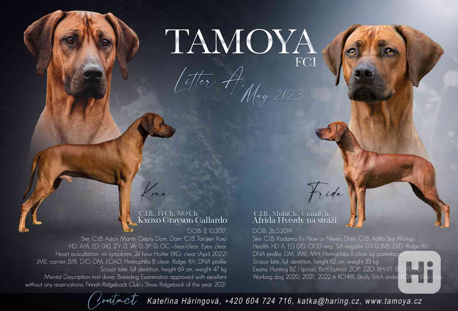 Rhodéský ridgeback  - foto 1