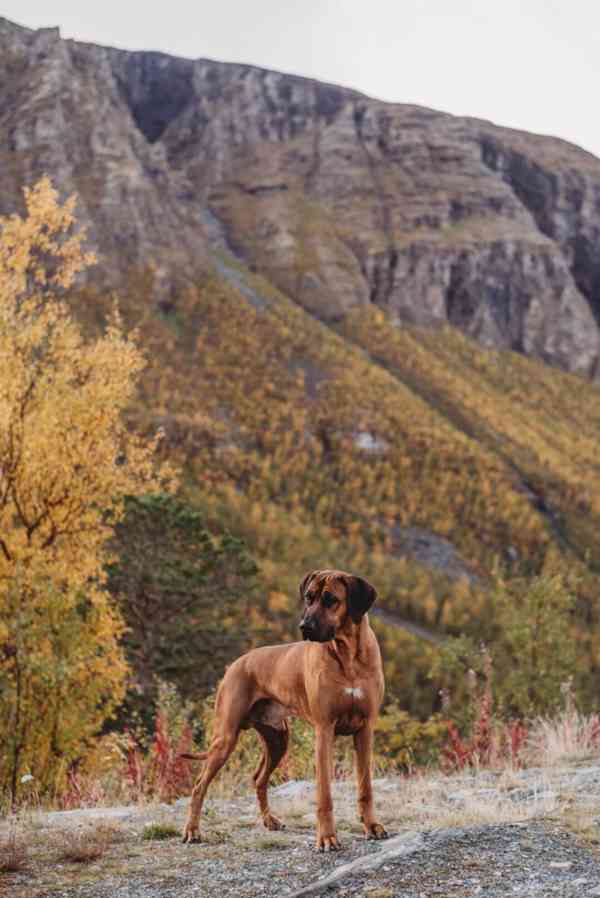 Rhodéský ridgeback  - foto 2