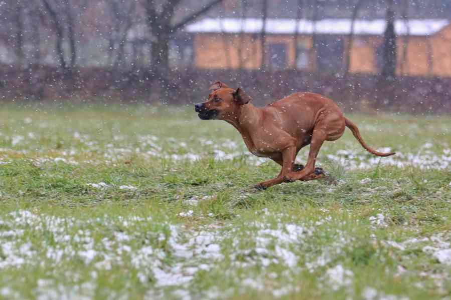 Rhodéský ridgeback  - foto 5