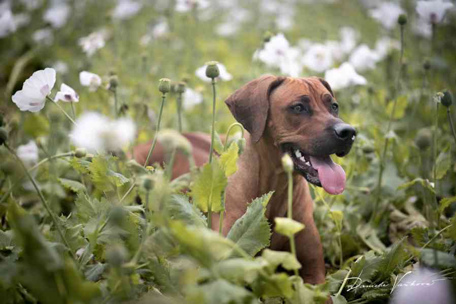Rhodéský ridgeback  - foto 4