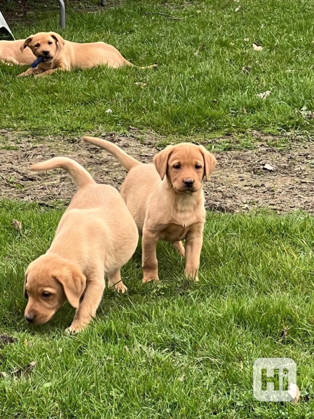 Nabídka labradorských štěňat - foto 1