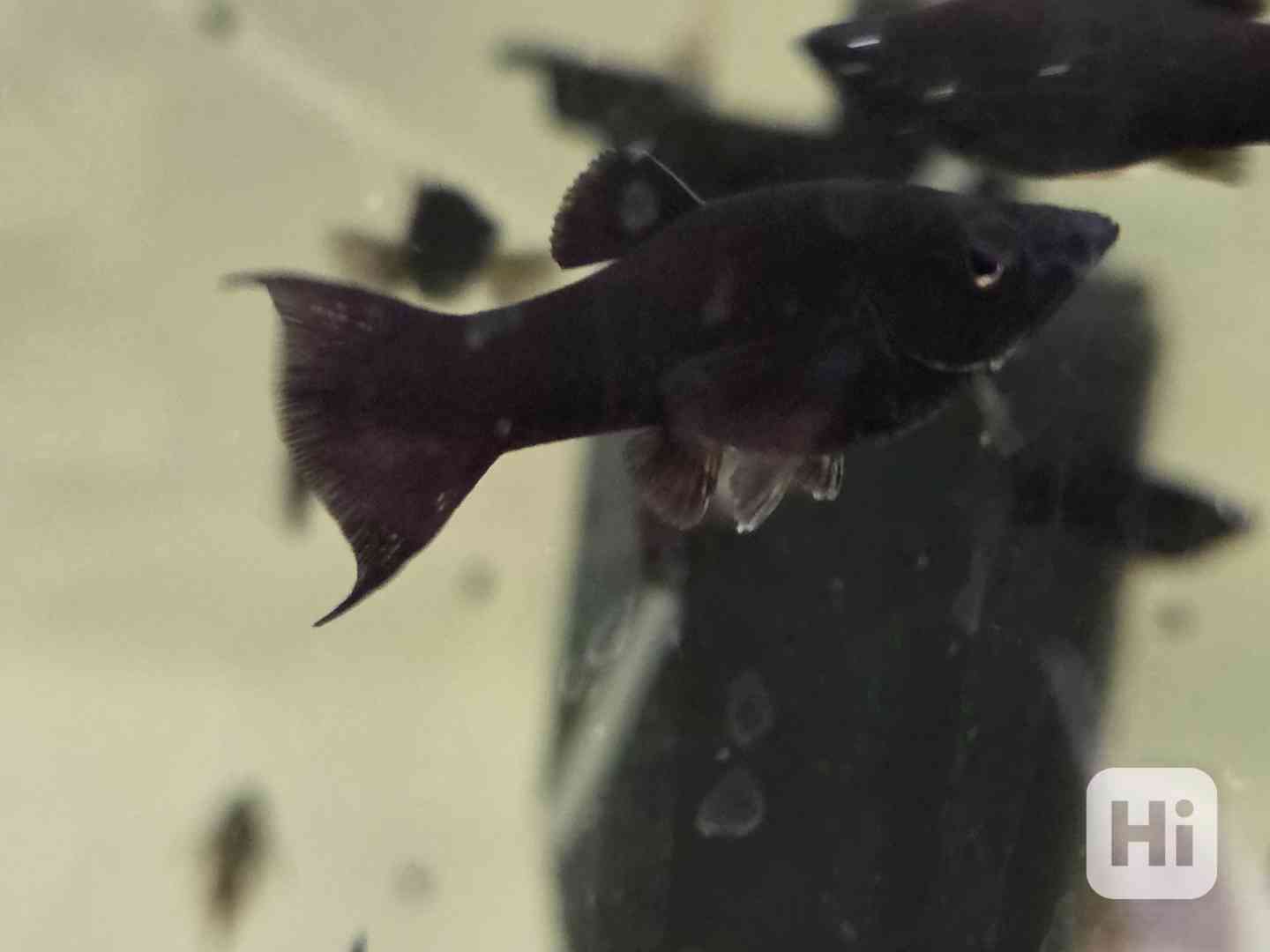 Black molly - foto 1