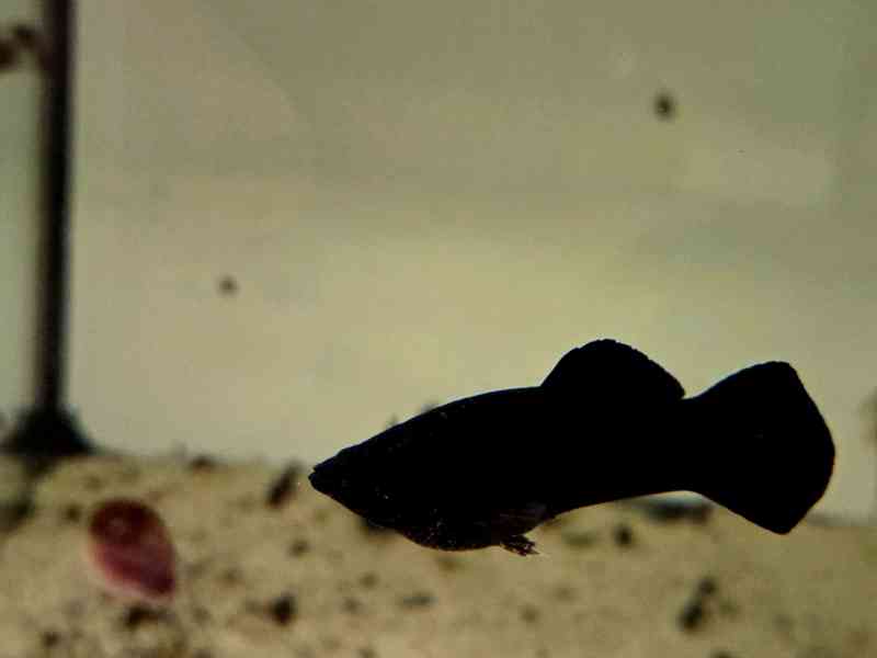 Black molly - foto 3