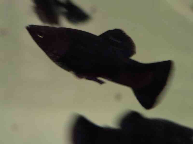 Black molly - foto 2