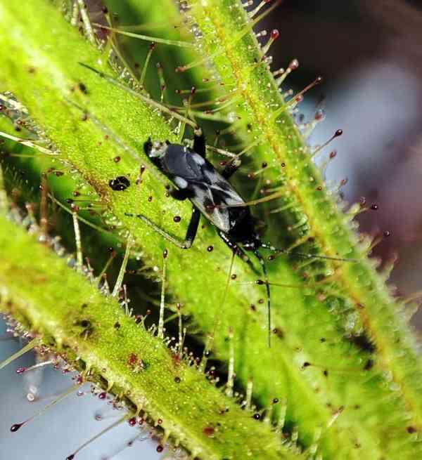 Raritní Roridula gorgonias s kolonií klopušek Pameridea  - foto 4