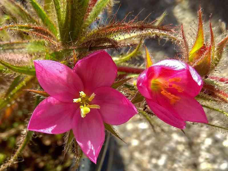 Raritní Roridula gorgonias s kolonií klopušek Pameridea  - foto 2