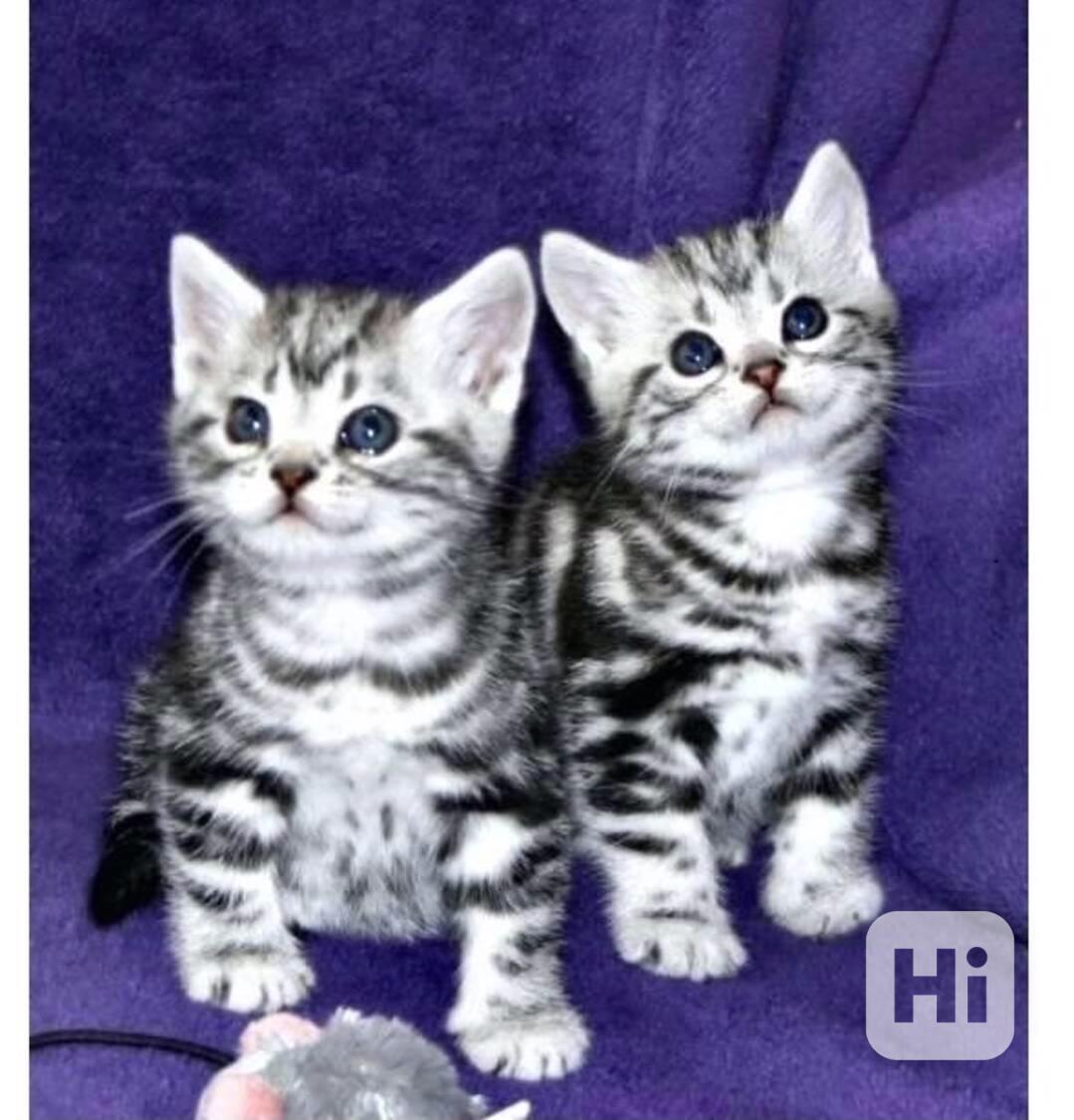 Whiskas Koťátka teddy s pp - foto 1