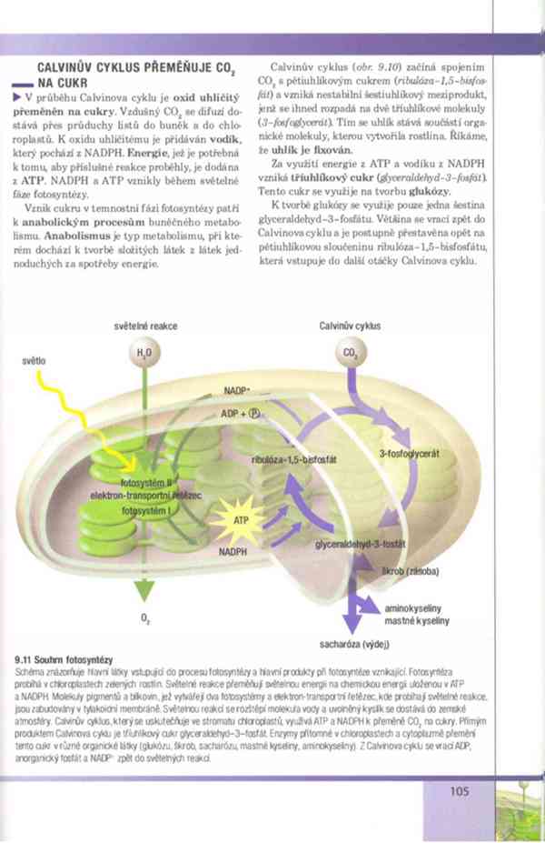 Biologie buněk – Závodská v PDF, e-kniha - foto 20