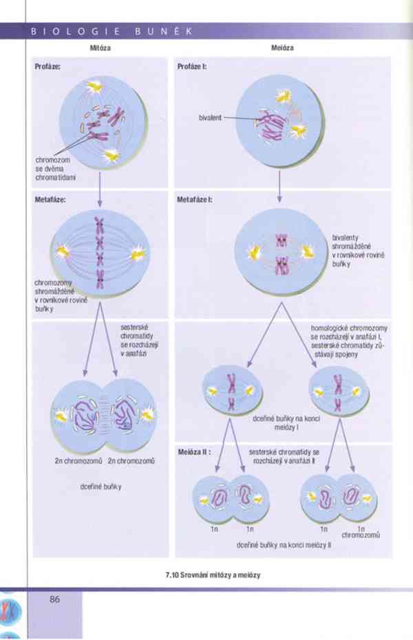 Biologie buněk – Závodská v PDF, e-kniha - foto 16