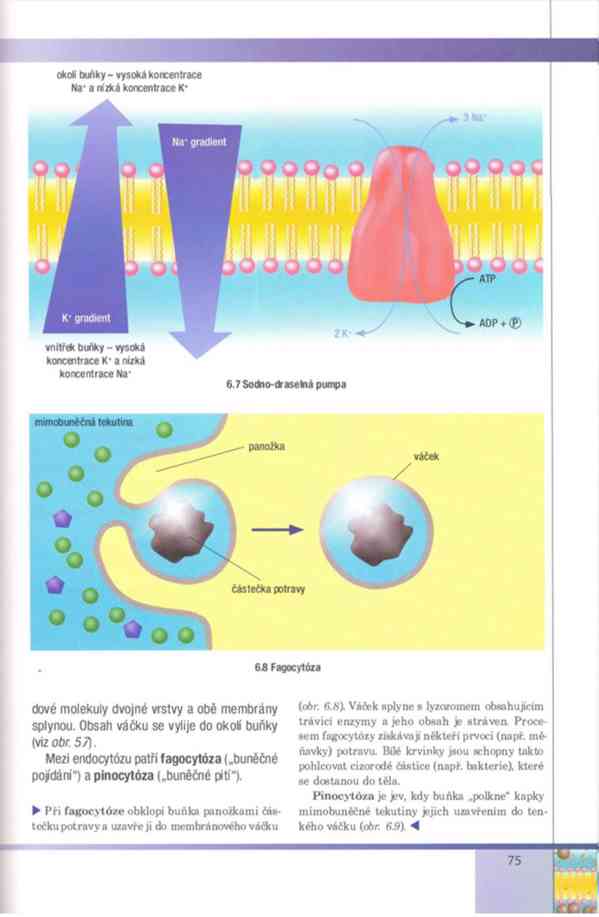 Biologie buněk – Závodská v PDF, e-kniha - foto 13