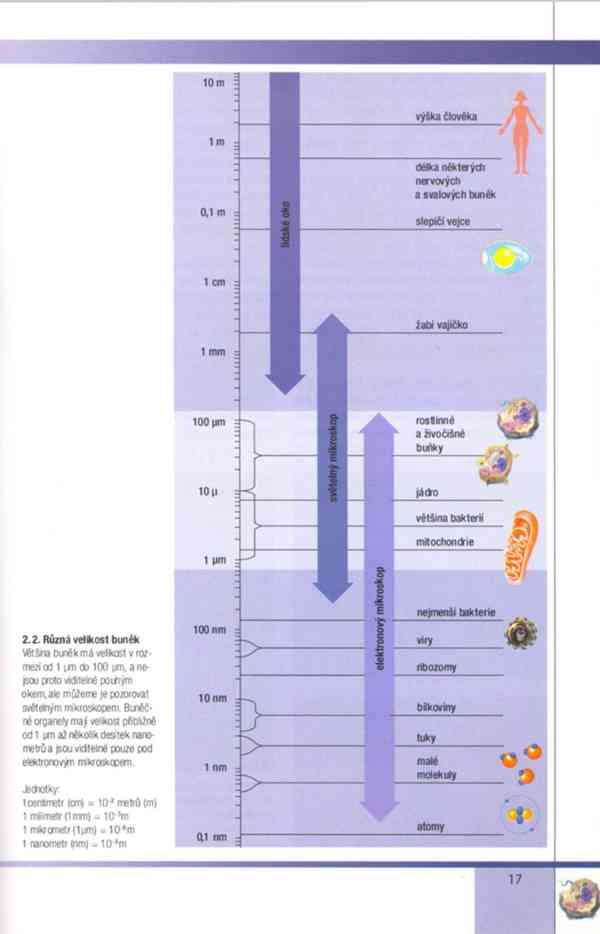 Biologie buněk – Závodská v PDF, e-kniha - foto 8