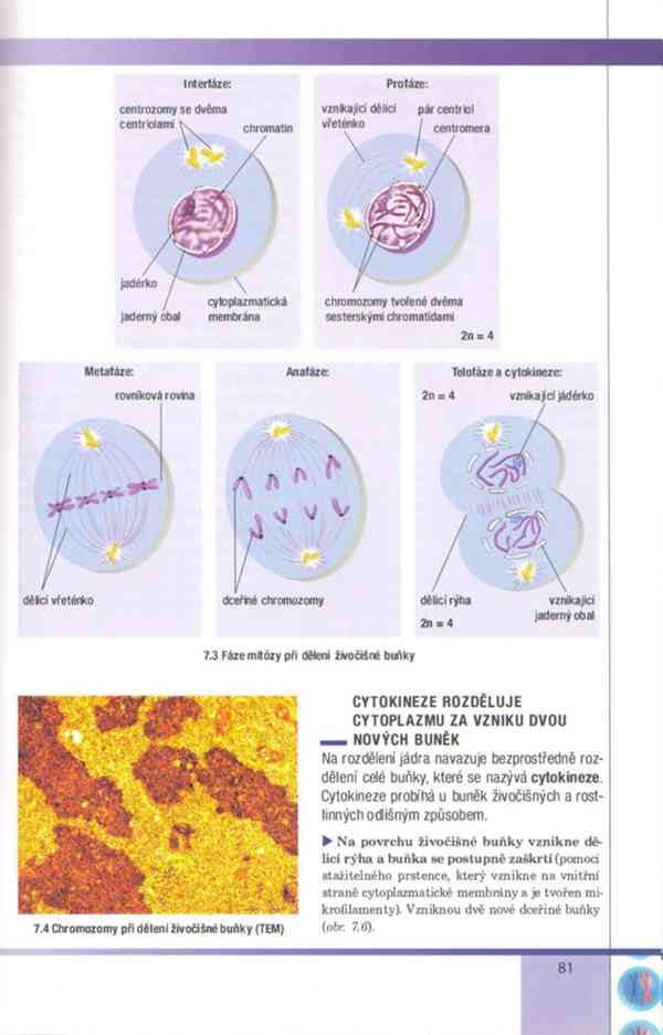 Biologie buněk – Závodská v PDF, e-kniha - foto 15