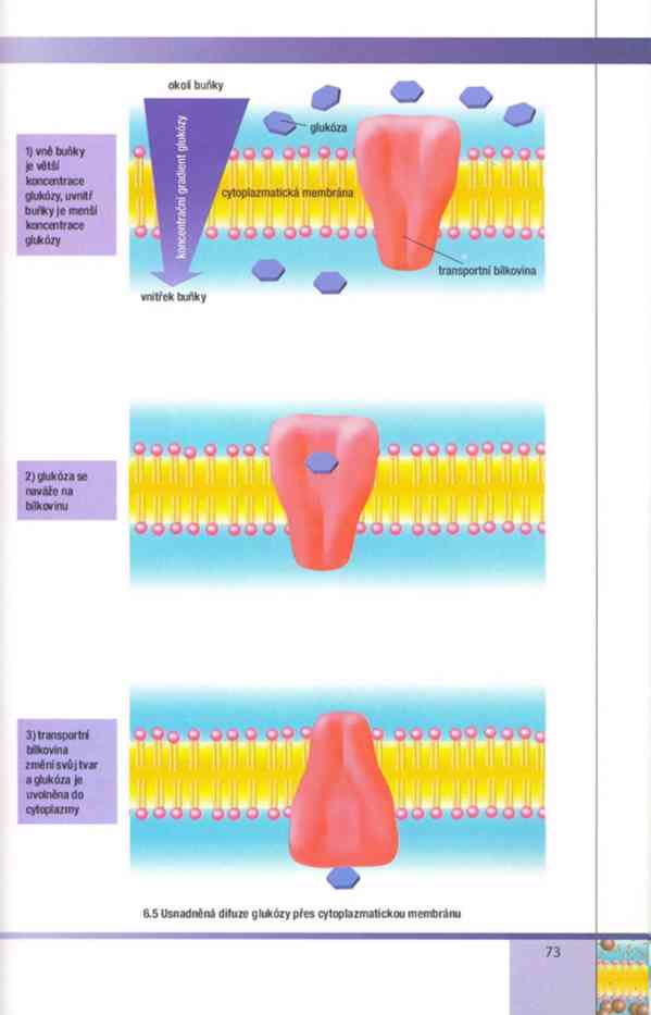 Biologie buněk – Závodská v PDF, e-kniha - foto 12