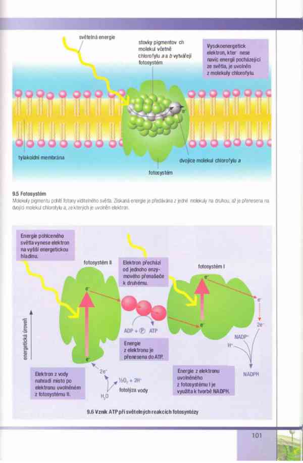 Biologie buněk – Závodská v PDF, e-kniha - foto 19