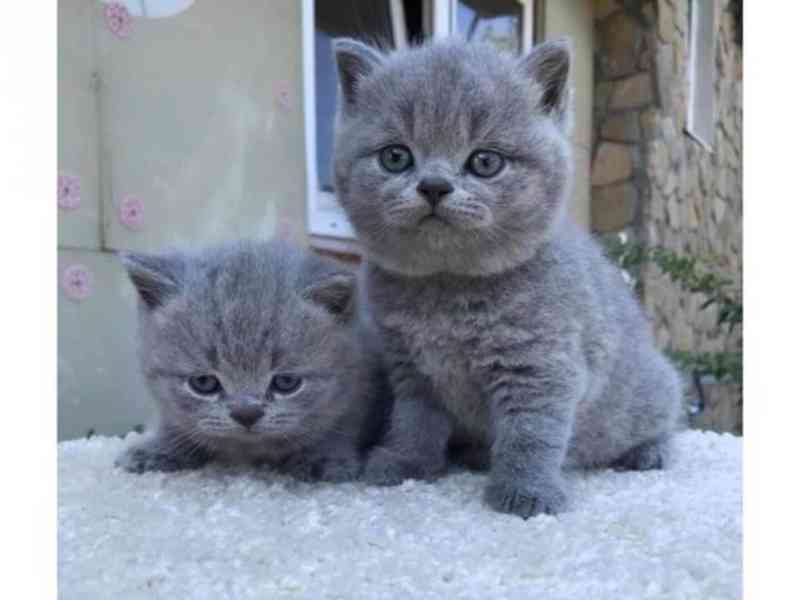 Roztomilá britská modrá krátkosrstá koťátka