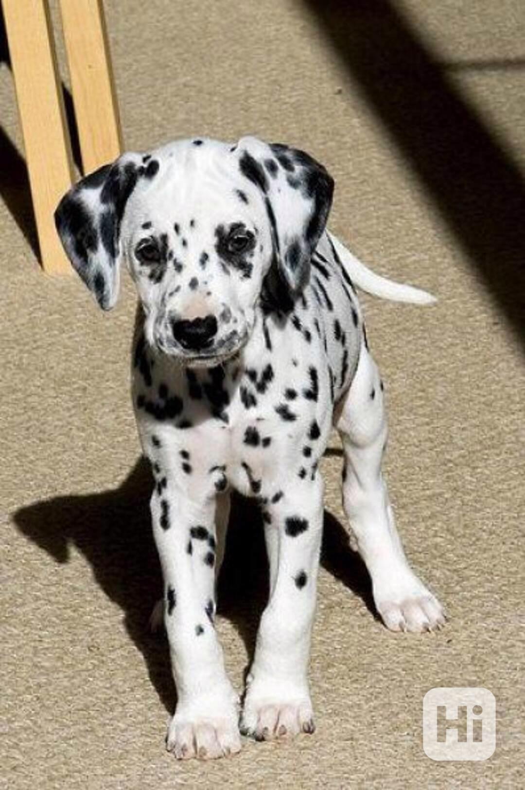 Zdravá, rozkošná štěňata dalmatinů,  - foto 1