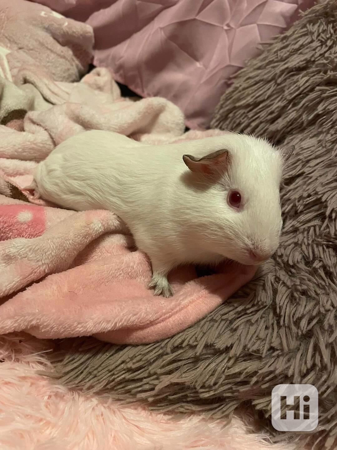 morčátka i s klecí zdarma - foto 1