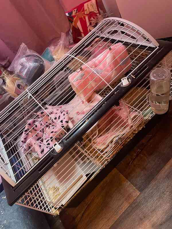 morčátka i s klecí zdarma - foto 5