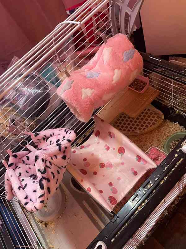 morčátka i s klecí zdarma - foto 7