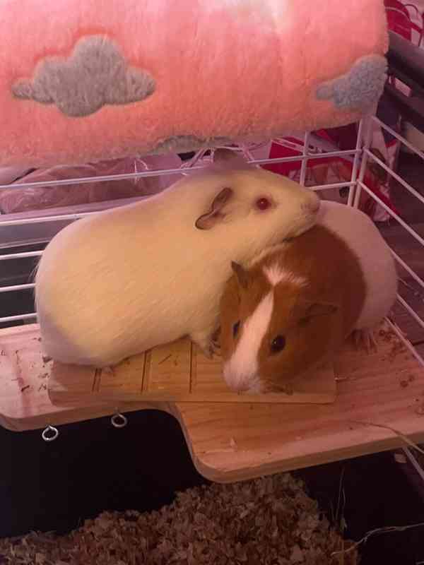 morčátka i s klecí zdarma - foto 4