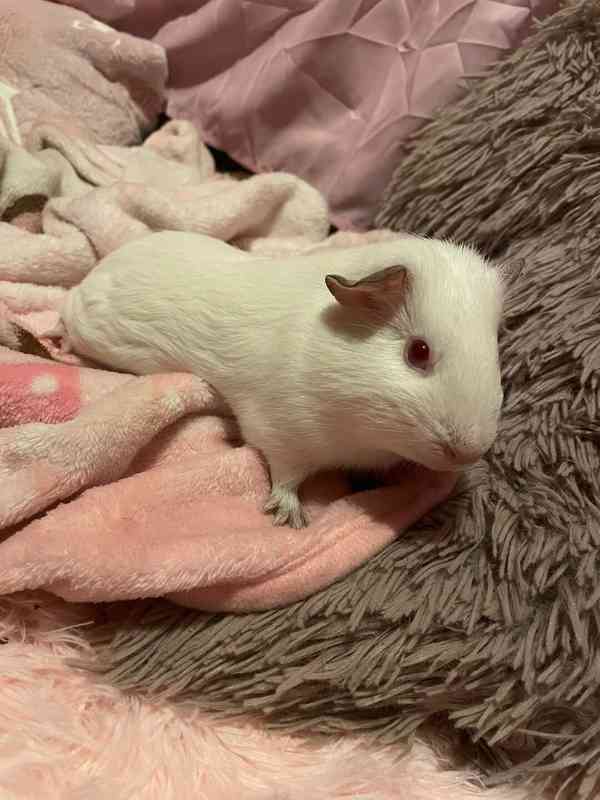 morčátka i s klecí zdarma - foto 1