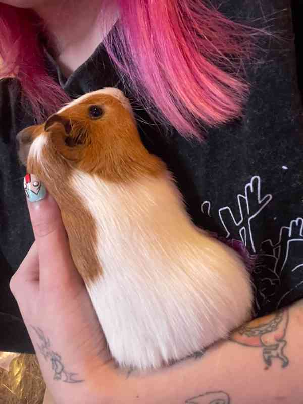 morčátka i s klecí zdarma - foto 2